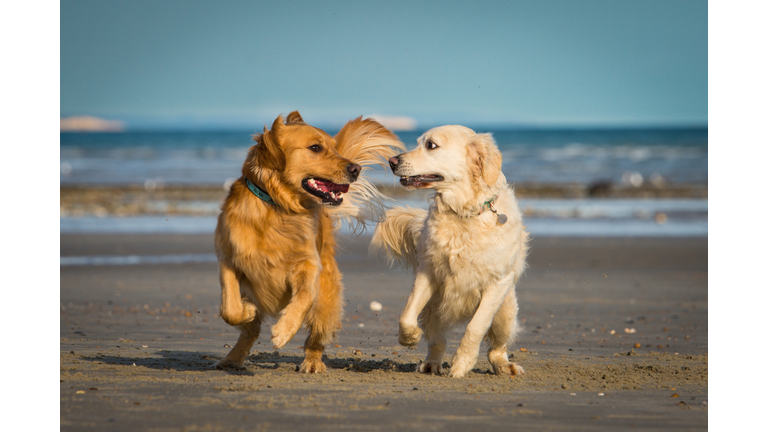 Two dogs running along together on the beach