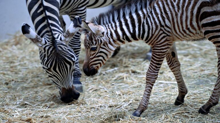 HUNGARY-NETHERLAND-FRANCE-ANIMALS-ZOO-TIGERS