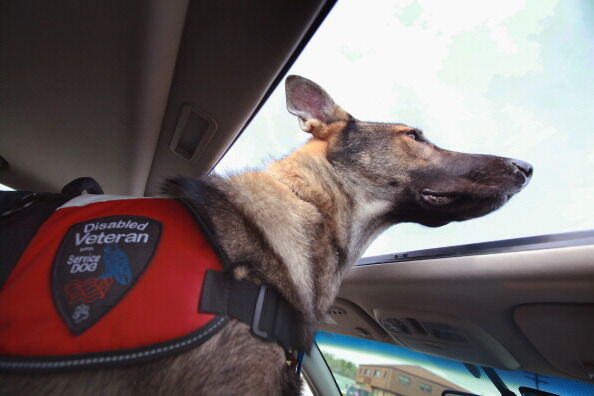 Service Dog Helps Wounded Veteran Cope With PTSD