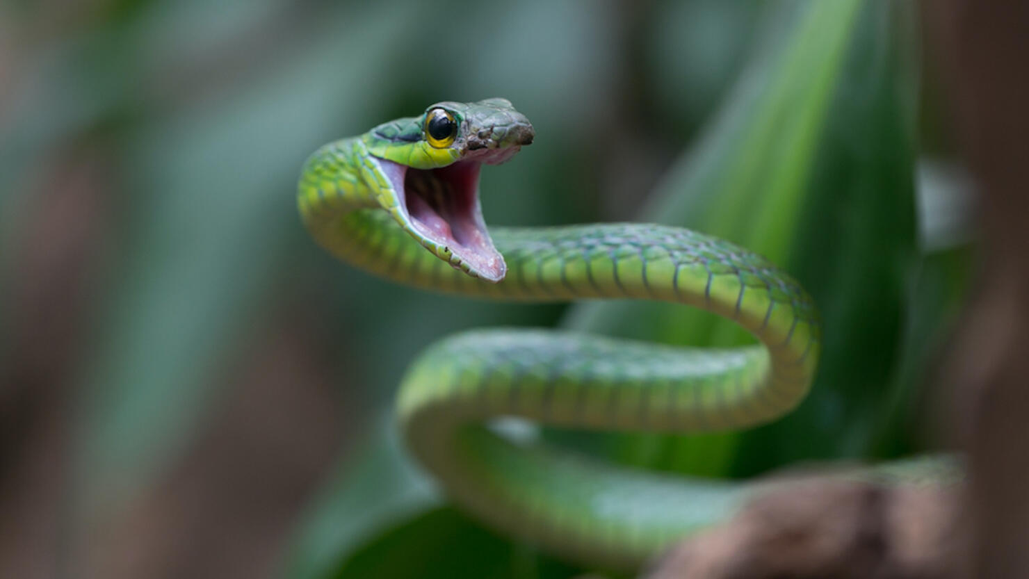 Woman Shocked To Find Snake In Library Book | iHeart