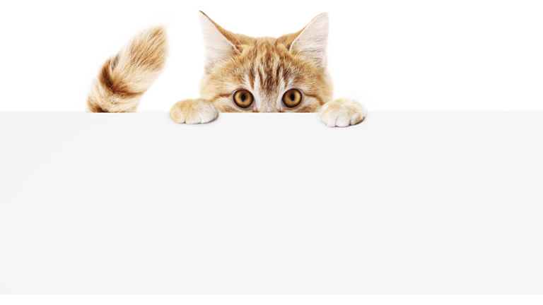 funny pet cat showing a placard isolated on white background blank web banner template and copy space