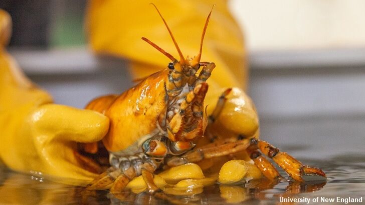 Incredibly Rare Yellow Lobster, Dubbed 'Banana,' Caught Off the Coast of Maine