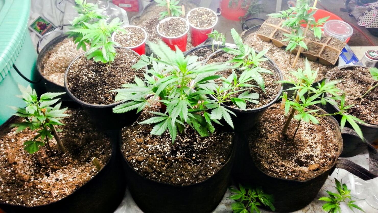 High Angle View Of Cannabis Plants In Yard