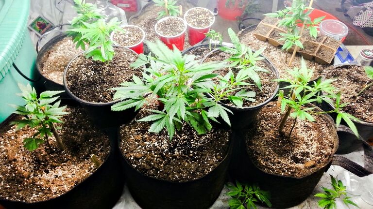 High Angle View Of Cannabis Plants In Yard