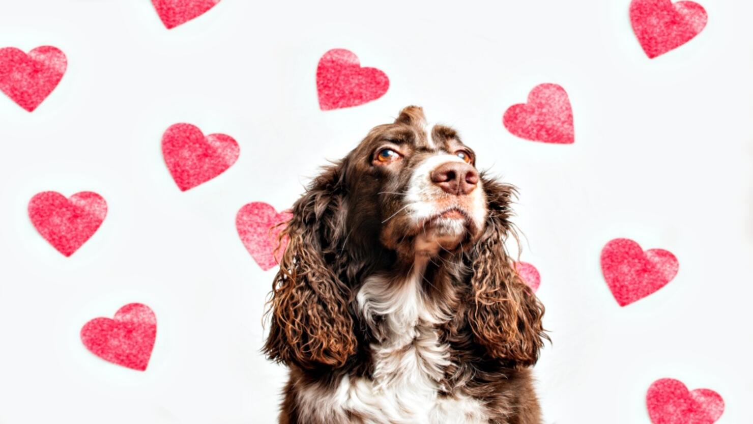 Dog Over White Background With Red Heart Shapes