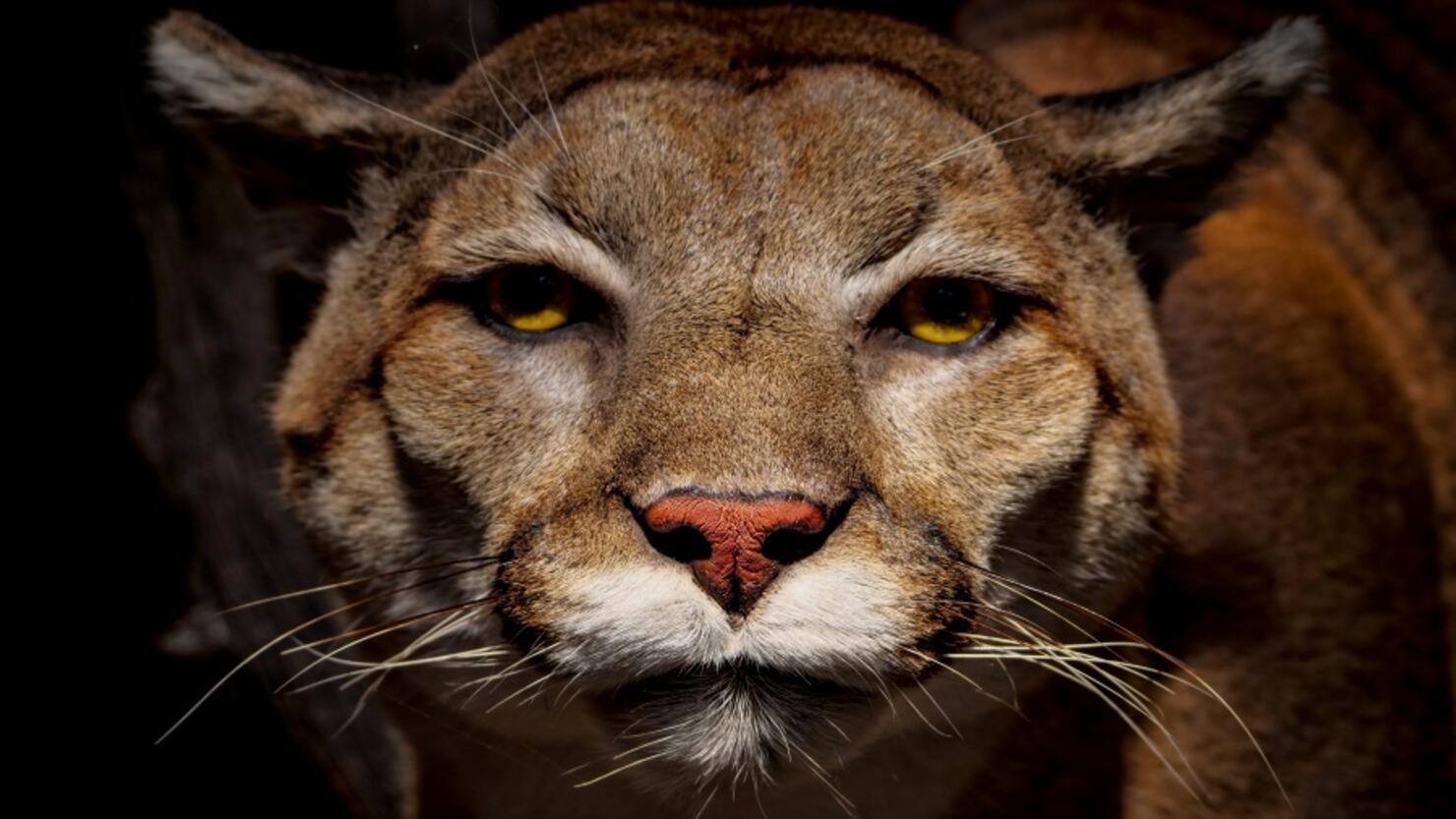 Close-Up Portrait Of A Cougar