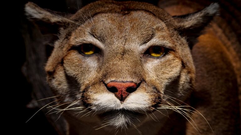 Close-Up Portrait Of A Cougar