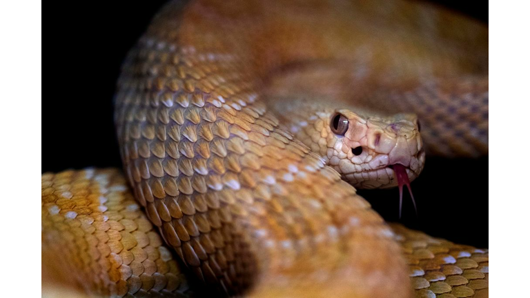 FRANCE-EXHIBITION-ANIMALS