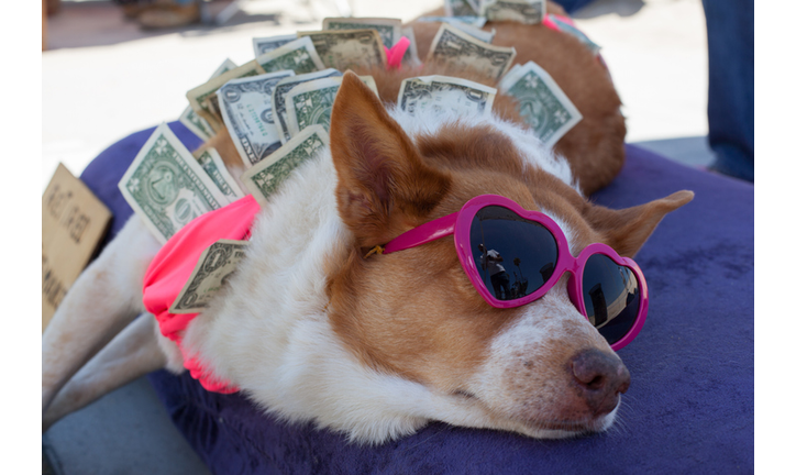 Dog & Dollar Bills