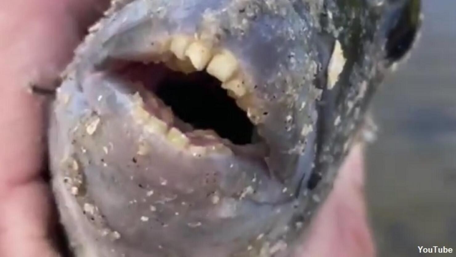 Watch Fish with 'Human Teeth' Caught in Florida iHeartRadio