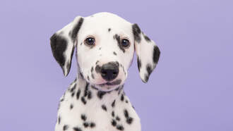 Disney's "Cruella" Trailer!