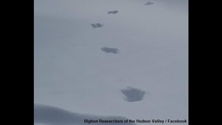 Bigfoot Tracks Found in New York State?