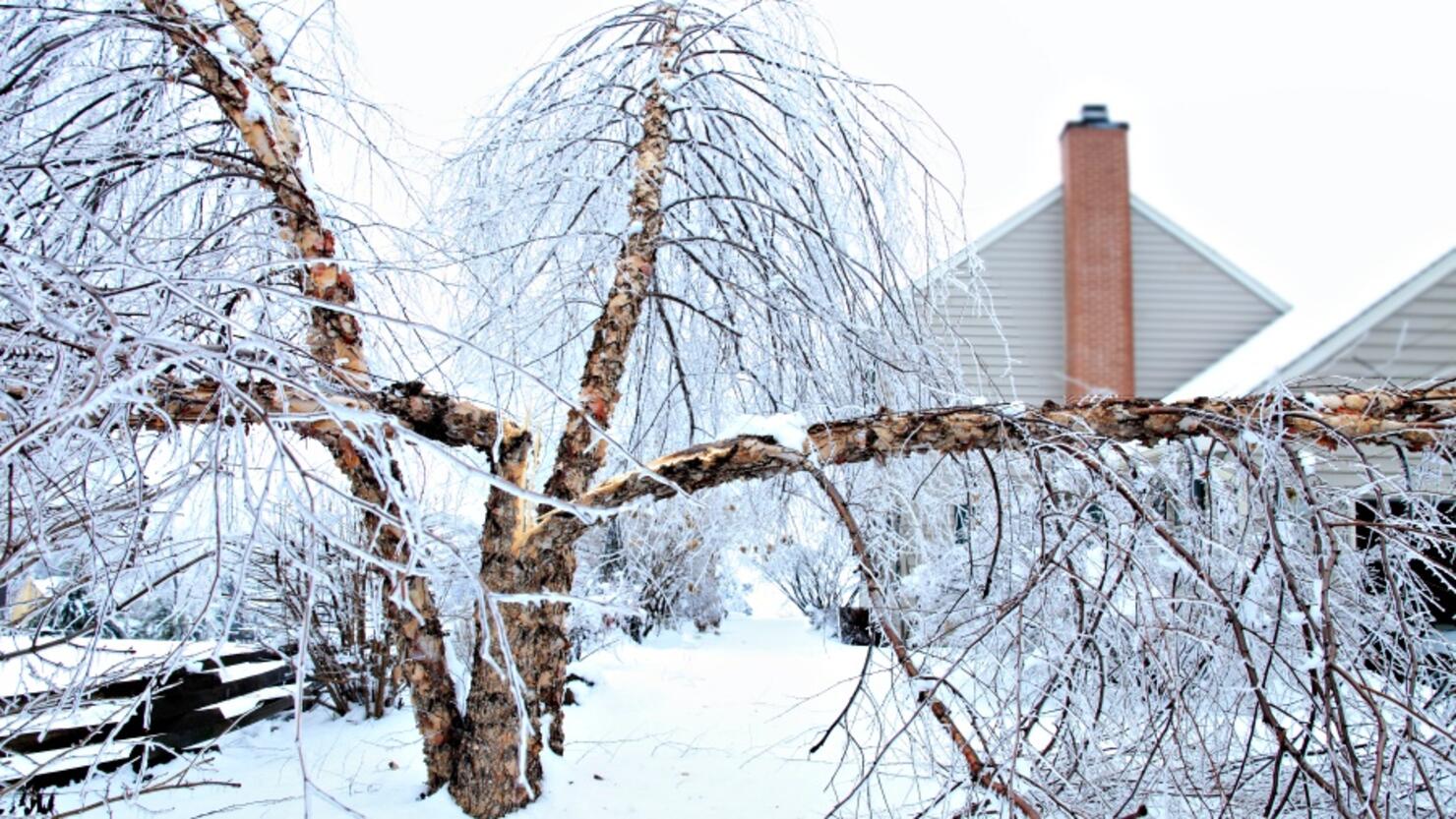 Fallen birch tree after ice storm
