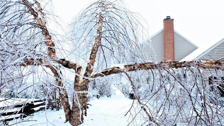 Fallen birch tree after ice storm