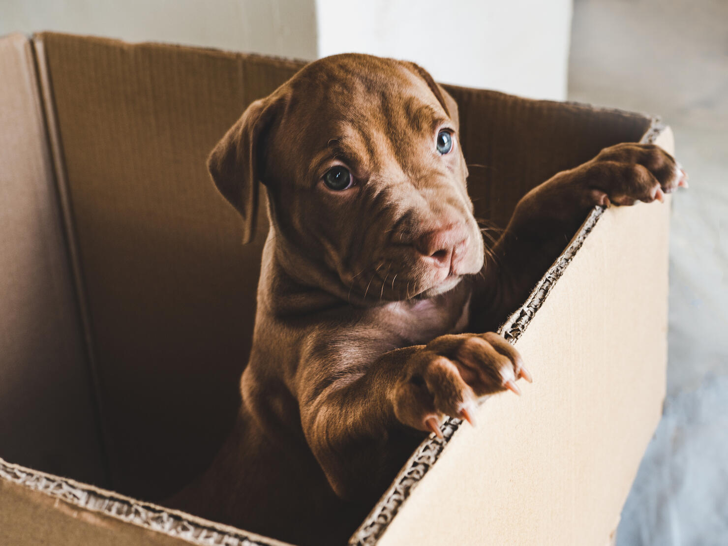 Puppy of chocolate color in a box