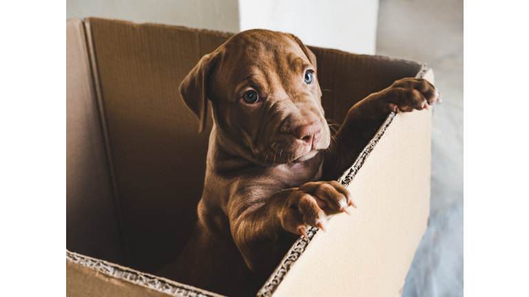 Puppy of chocolate color in a box