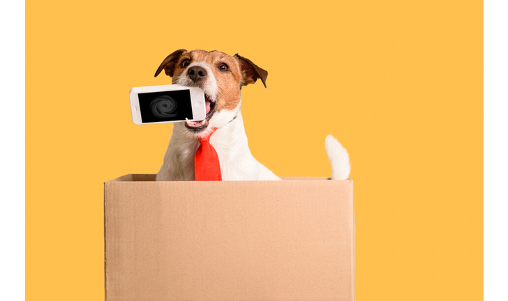 Works out of the box concept with dog holding phone in mouth sitting in box