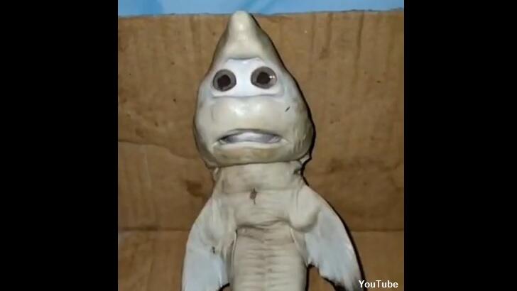 Video: Indonesian Fisherman Finds Bizarre Baby Shark with 'Human Face