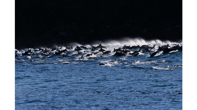 School of bottle-nosed dolphins (Tursiops truncatus) surfacing