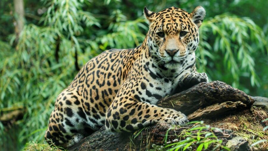 Arizona's Infamous Jaguar Seen Alive & Well In Mexico After 7 Years ...