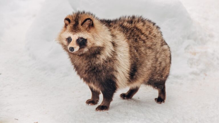 Close-up of a racoon in the skiing area, Hokkaido, Japan
