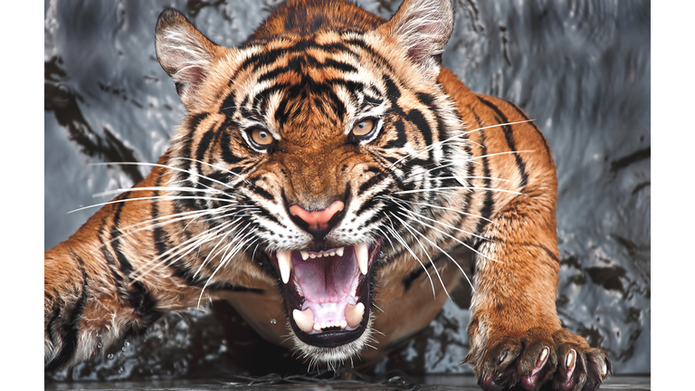 Portrait of angry tiger, Jakarta, Indonesia