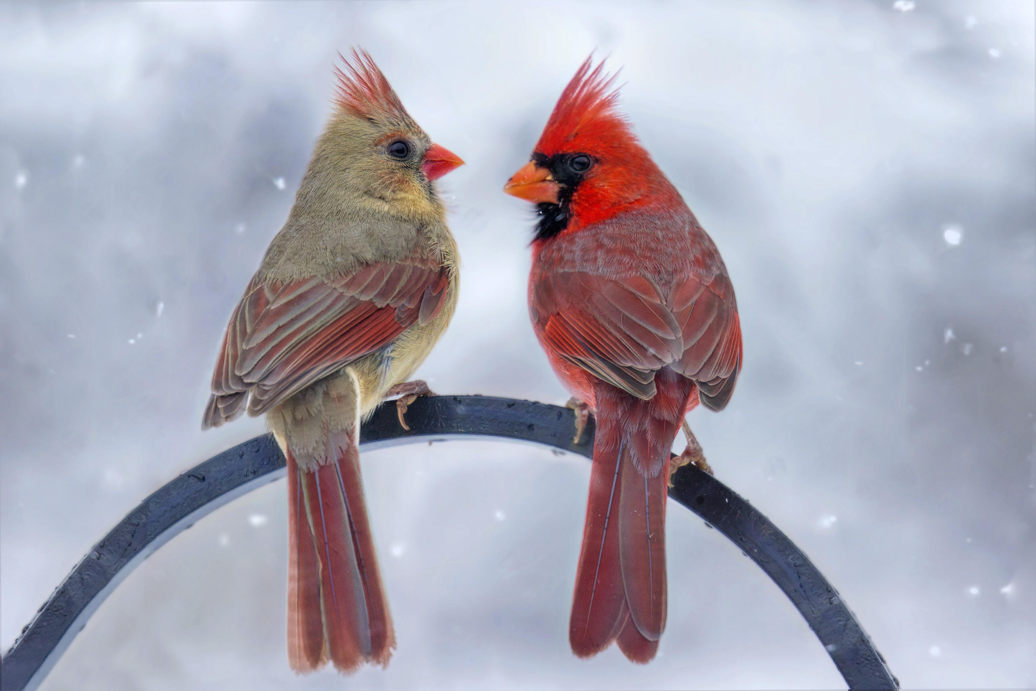 Rare bird: 'Half-male, half-female' cardinal snapped in