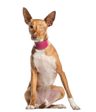 one-eyed Ibizan Hound (2 years old)