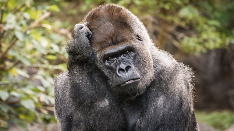 portrait of a gorilla with gestures and human features