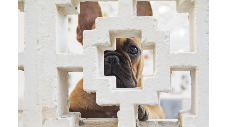 Dog looking through hole behind a wall