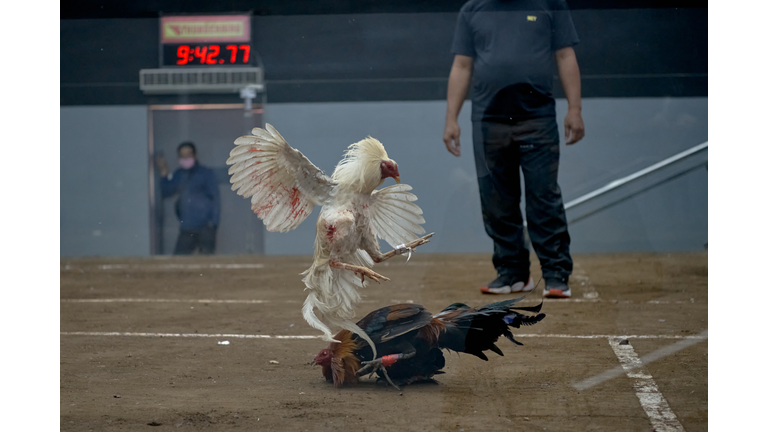 Cockfighting Goes Online Amid Pandemic