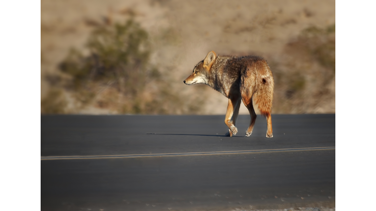 Coyote (Canis latrans) walking across road