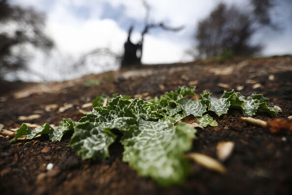 Vegetation Begins To Regrow Within Santa Monica Mtns In Woolsey Fire Area Helped In Part With Rainfall Amount