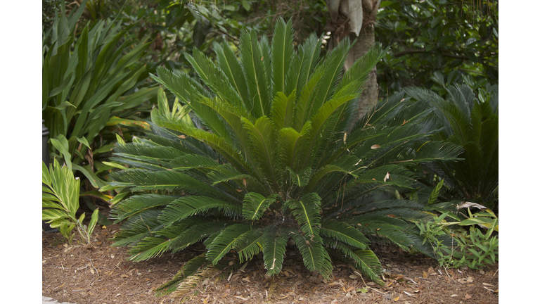 Sago Palm