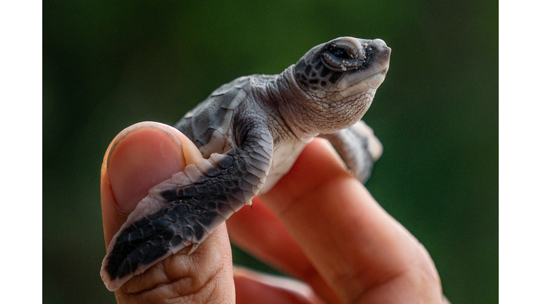 Baby Sea Turtle