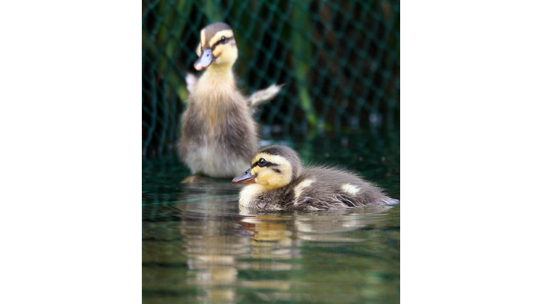 Baby Ducklings