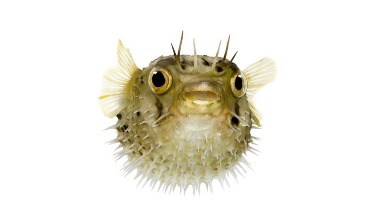 Baby Pufferfish
