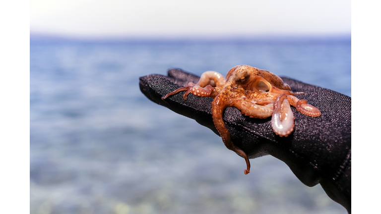 Baby Octopus