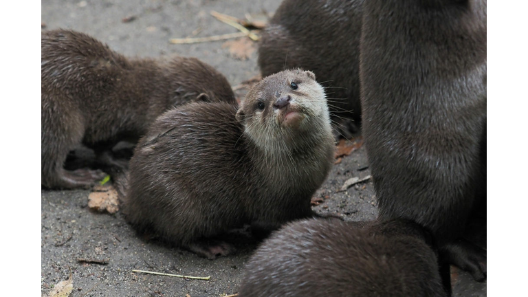 Baby Otter