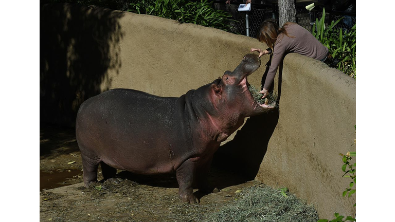 Baby Hippo