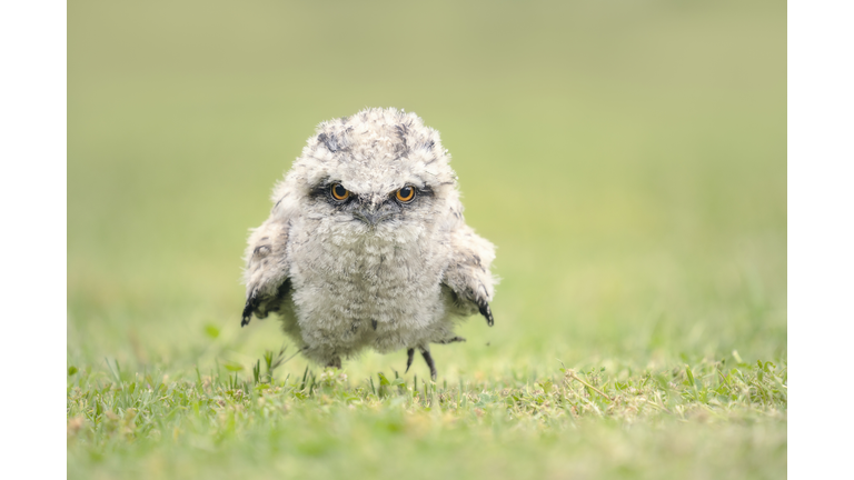 Baby Frogmouth Chick
