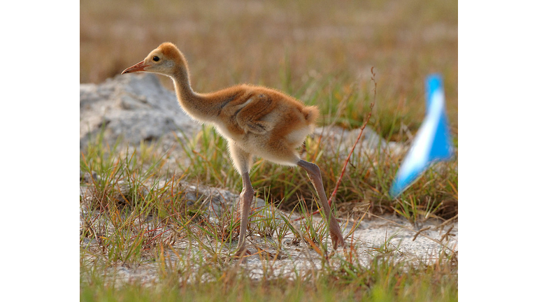 Baby Crane