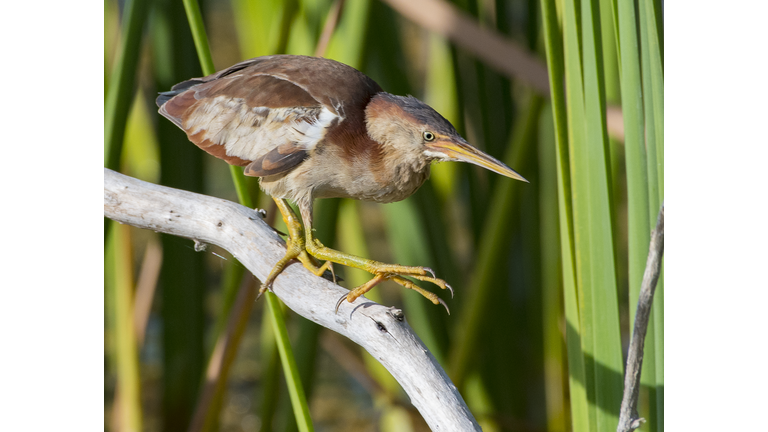 Baby Bittern