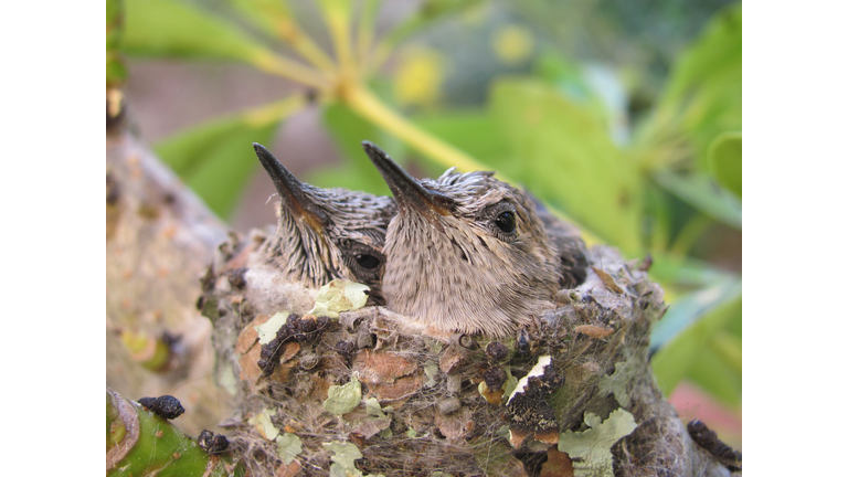 Baby Hummingbird