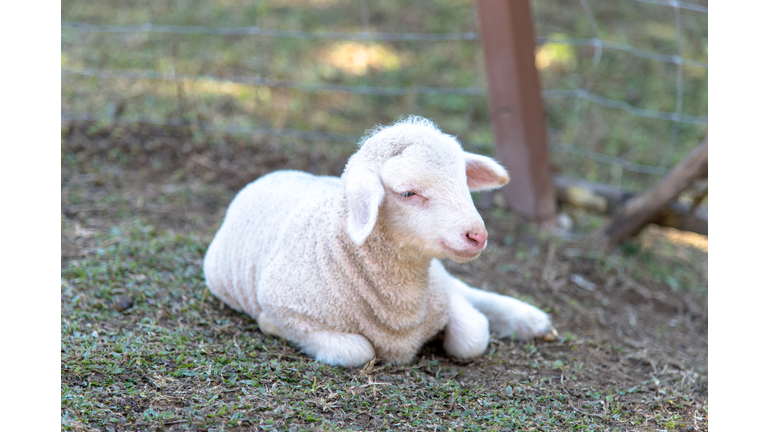 Baby Lamb