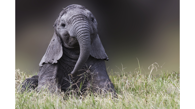 Baby Elephant
