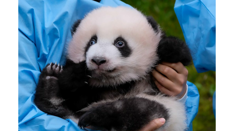 Baby Panda