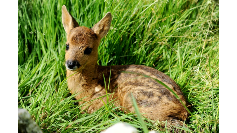Baby Deer