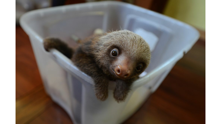 Baby Sloth