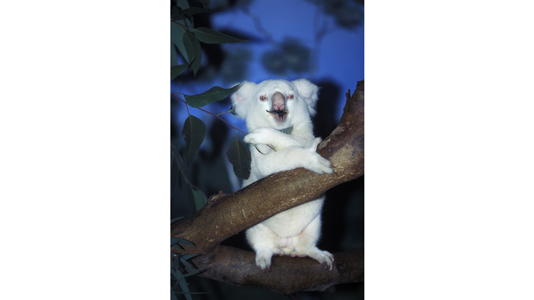 Baby Albino Koala